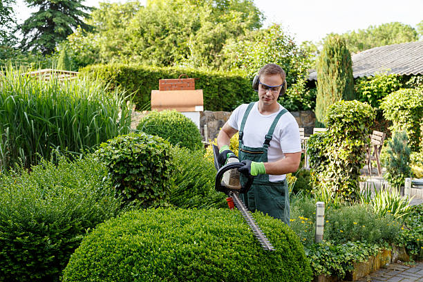 Best Grass Overseeding  in Mesa Del Caballo, AZ